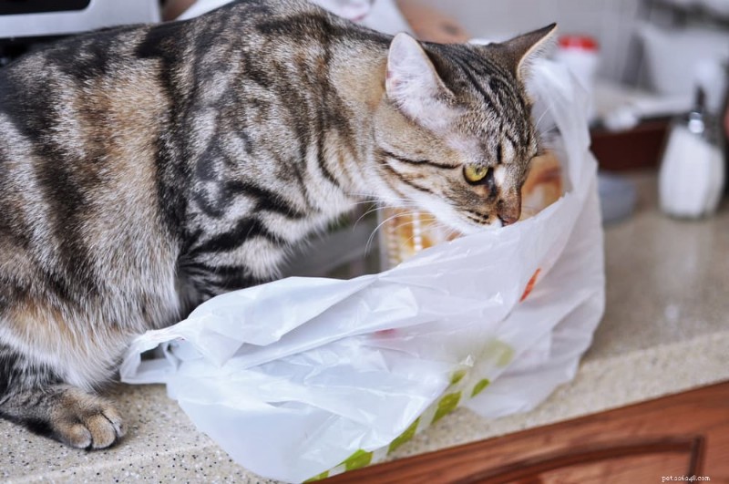 Why Do Cats Chew Plastic? Expert Insights on the Behavior