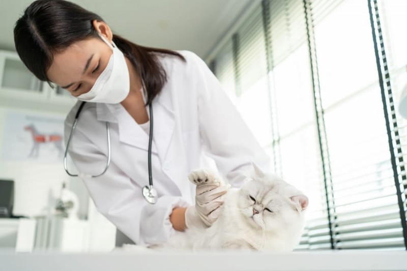 Why Do Cats Chew Plastic? Expert Insights on the Behavior