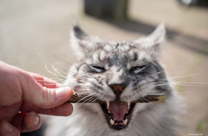 Why Do Cats Chew Plastic? Expert Insights on the Behavior