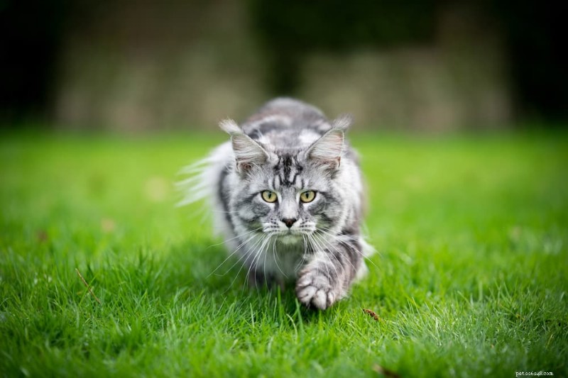 Why Do Cats Bring You Dead Prey? Understanding Their Gift-Giving Instincts