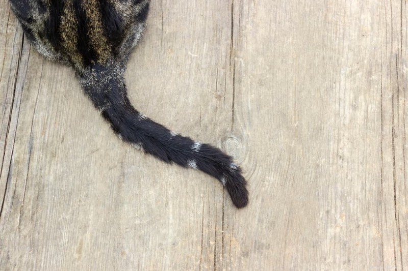 Why Cats Have Tails: Balance, Communication & More
