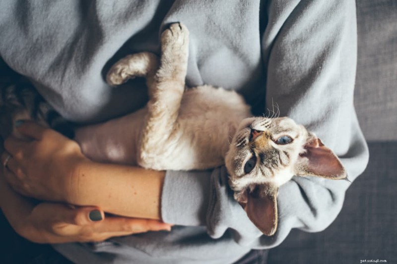 8 Clear Indicators Your Cat Needs More Affection