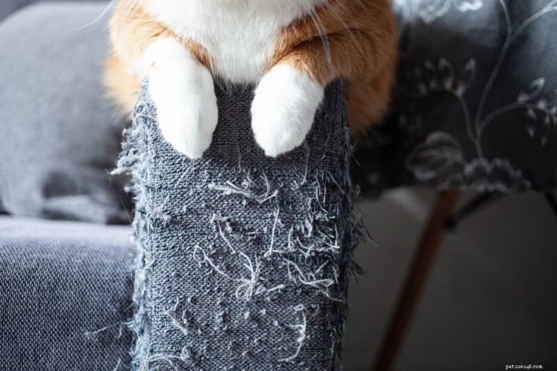 8 Clear Indicators Your Cat Needs More Affection