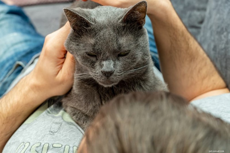 Why Your Cat Chooses to Lie on Your Chest – A Guide to Their Affection