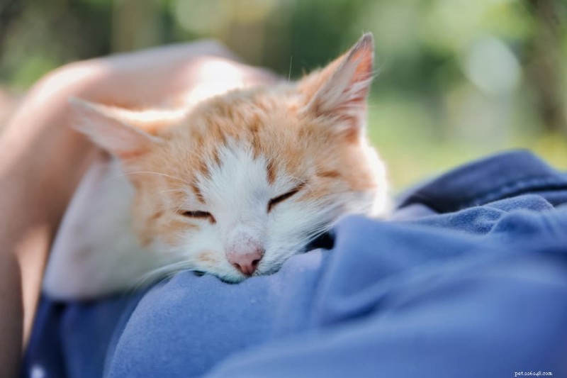 Why Your Cat Chooses to Lie on Your Chest – A Guide to Their Affection