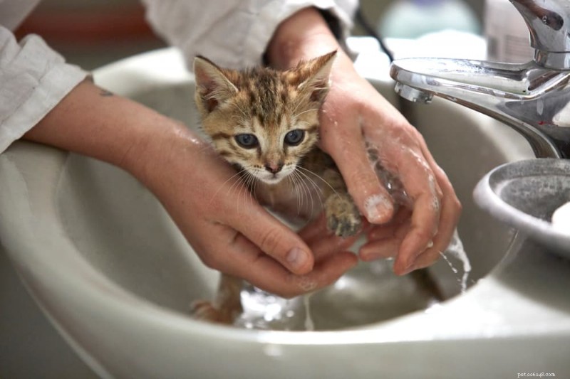 The Science Behind Why Cats Avoid Water and How to Make Baths Stress-Free