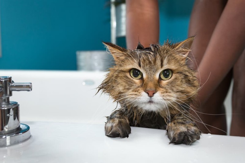 The Science Behind Why Cats Avoid Water and How to Make Baths Stress-Free
