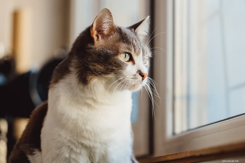 How Often Should Cats Poop? Understanding Your Cat’s Digestive Health