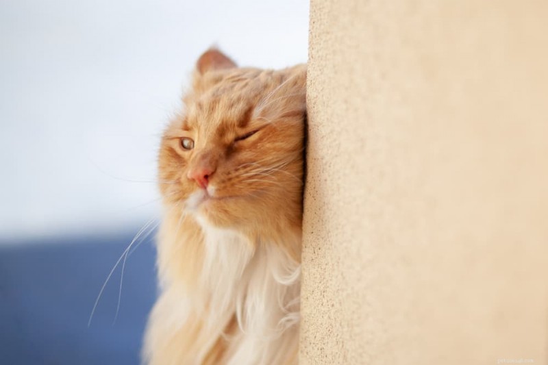 The Science Behind Cats Rubbing Their Faces: Why This Common Behavior Happens