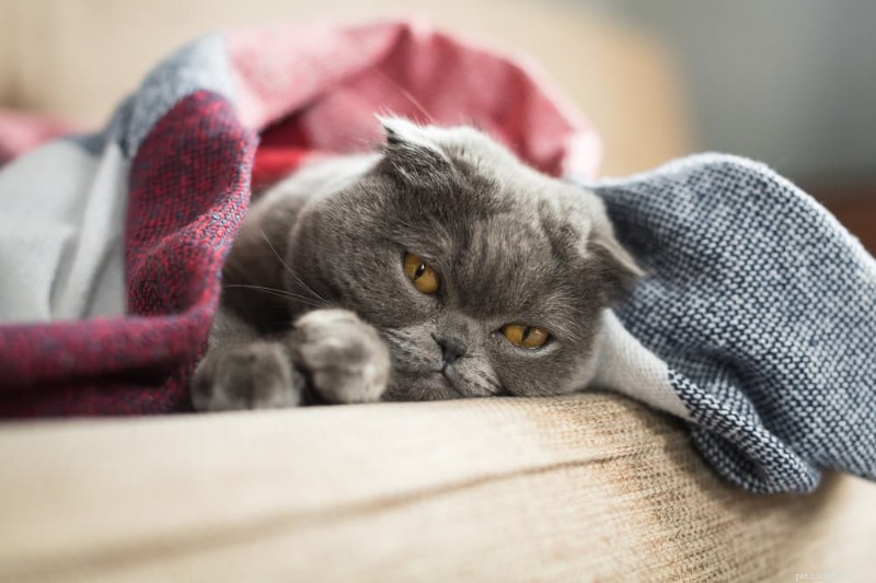 Understanding Cat Sadness: Causes, Symptoms, and How to Help Your Feline