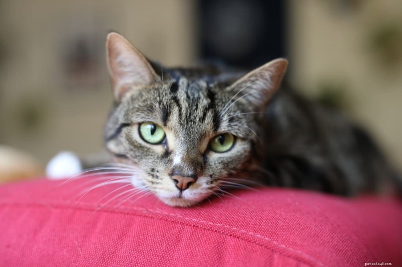 Understanding Cat Sadness: Causes, Symptoms, and How to Help Your Feline