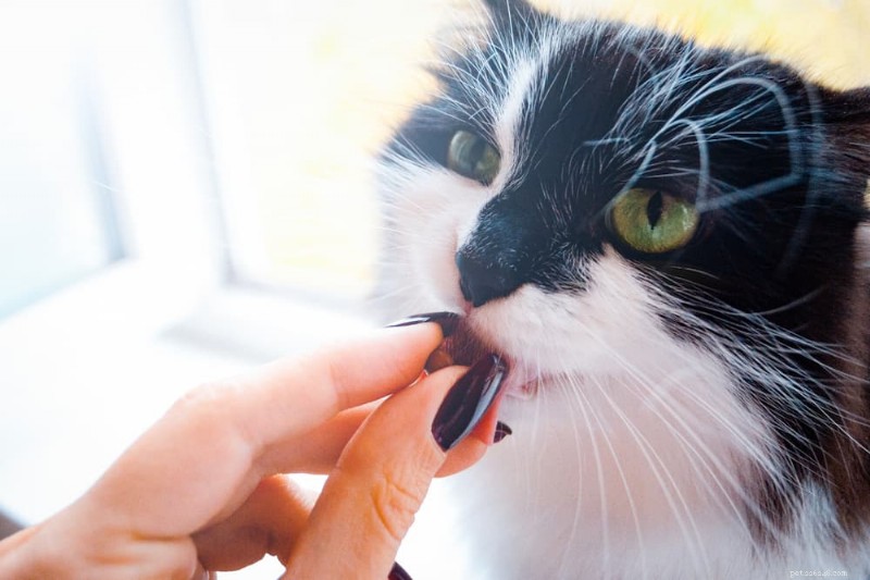 Understanding Cat Sadness: Causes, Symptoms, and How to Help Your Feline