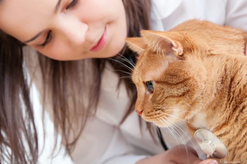 Understanding Cat Scooting: Causes, Symptoms, and How to Stop It