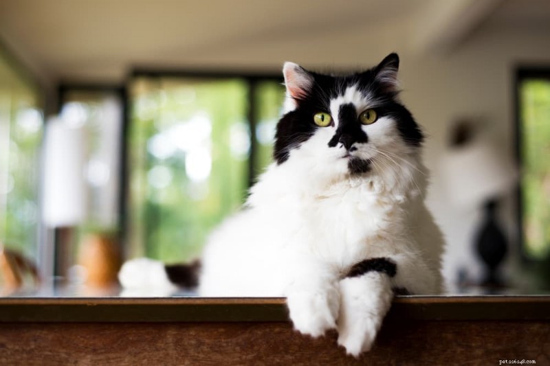 Understanding Cat Scooting: Causes, Symptoms, and How to Stop It
