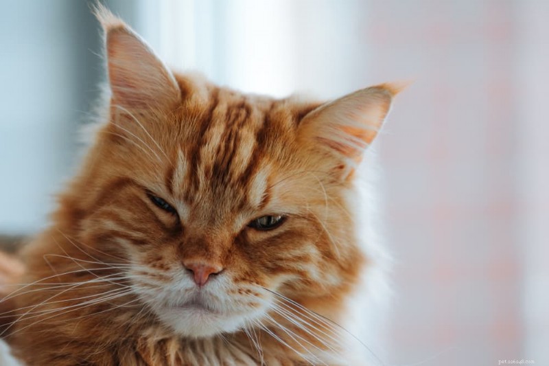 The Mystery of Cat Winks: Why They Blink Slowly and What It Reveals