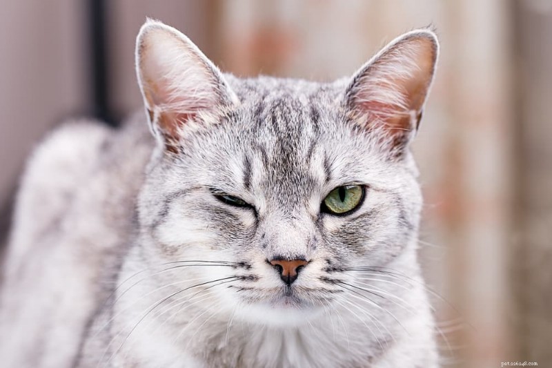 The Mystery of Cat Winks: Why They Blink Slowly and What It Reveals
