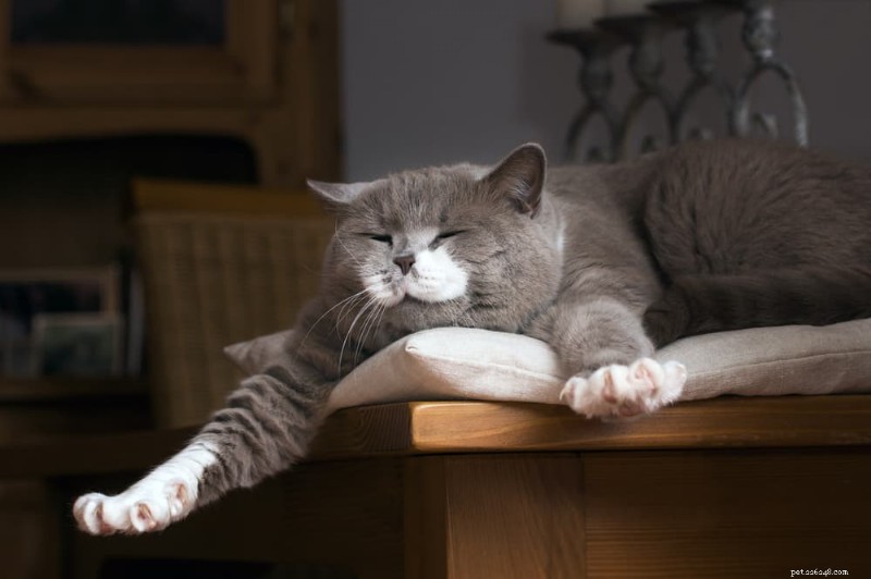 Why Cats Yawn: The Science Behind Their Relaxation & Health Signals
