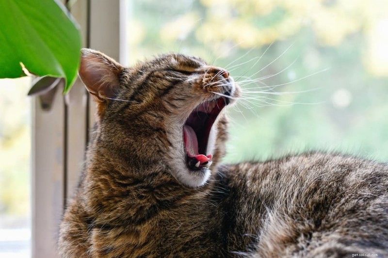 Why Cats Yawn: The Science Behind Their Relaxation & Health Signals