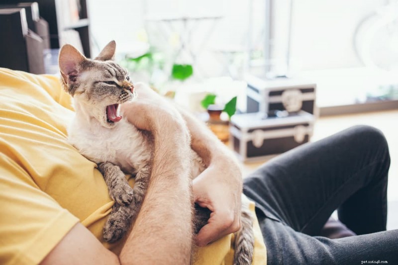 Why Cats Yawn: The Science Behind Their Relaxation & Health Signals