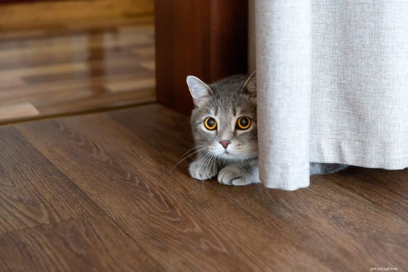 Why Does My Cat Hide? Understanding & Resolving the Mystery