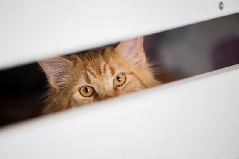 Why Does My Cat Hide? Understanding & Resolving the Mystery