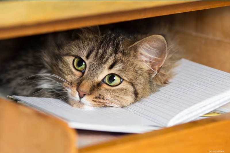 Why Does My Cat Hide? Understanding & Resolving the Mystery