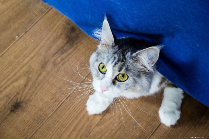 Why Does My Cat Hide? Understanding & Resolving the Mystery