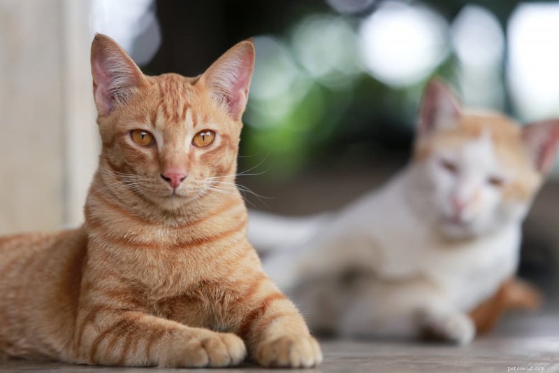Stop Your Cat’s Spraying: Causes, Solutions, and Prevention Tips