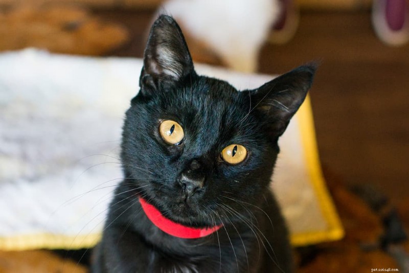 Stop Your Cat’s Spraying: Causes, Solutions, and Prevention Tips