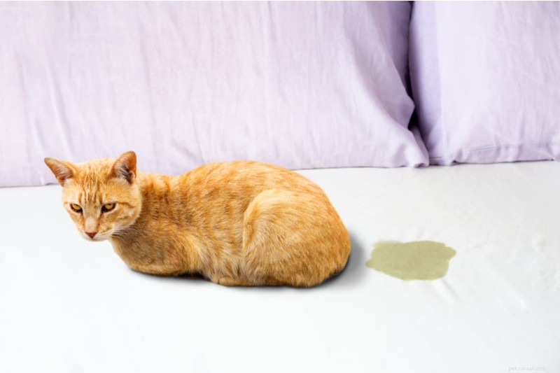 Stop Cat Urine in Your Home: 10 Proven Fixes & Vet-Backed Tips