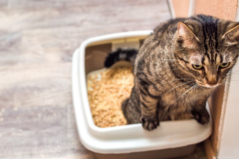 Stop Cat Urine in Your Home: 10 Proven Fixes & Vet-Backed Tips