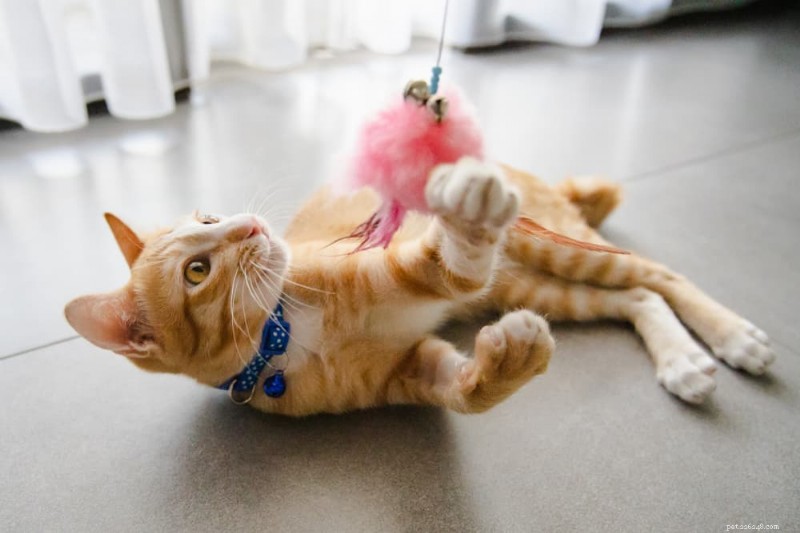 Stop Cat Urine in Your Home: 10 Proven Fixes & Vet-Backed Tips