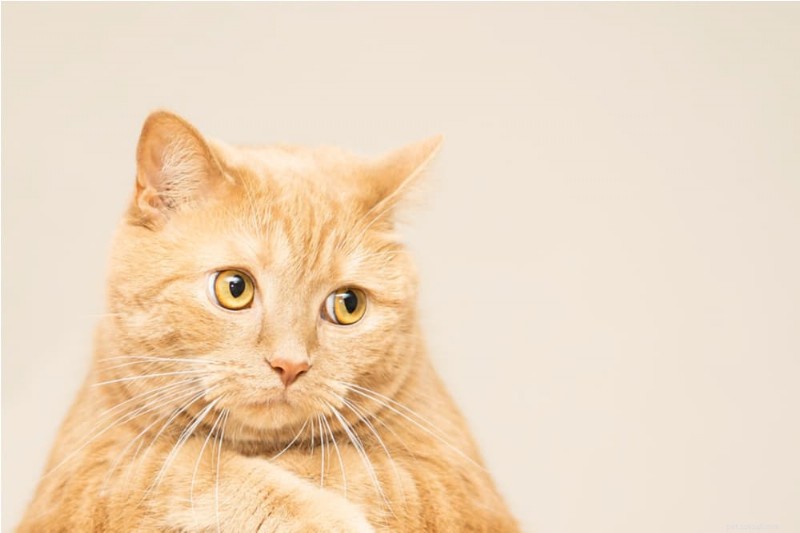 How to Stop Your Cat from Pooping Outside the Litter Box: 8 Proven Solutions