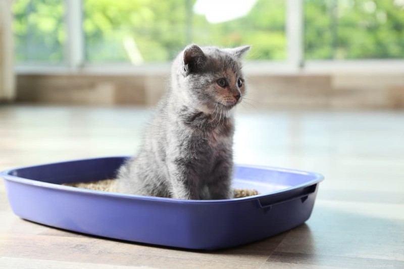 How to Stop Your Cat from Pooping Outside the Litter Box: 8 Proven Solutions