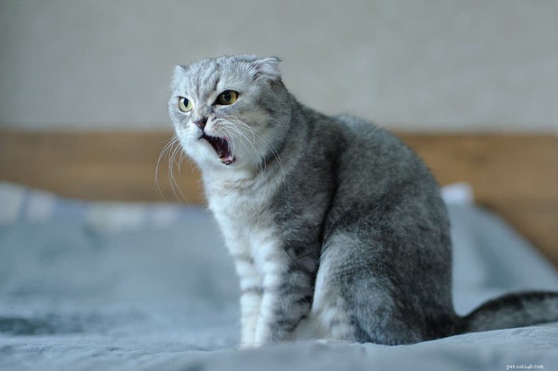 Why Does My Cat Meow Excessively? A Guide to Understanding and Managing Meowing