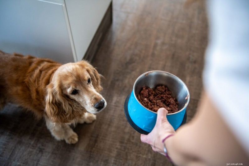 Determining the Right Calorie Intake for Your Dog: A Comprehensive Guide