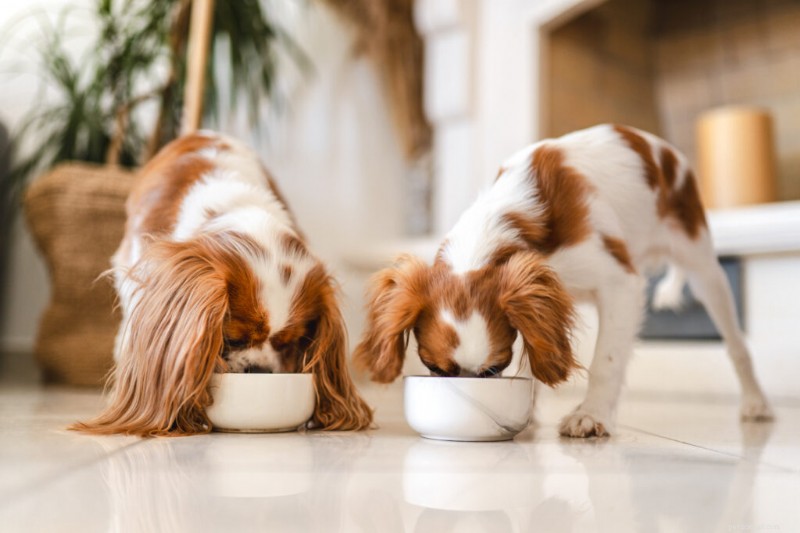 Determining the Right Calorie Intake for Your Dog: A Comprehensive Guide