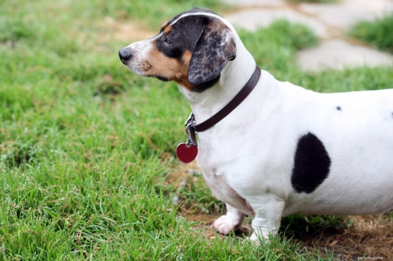 Determining the Right Calorie Intake for Your Dog: A Comprehensive Guide