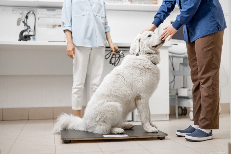 Determining the Right Calorie Intake for Your Dog: A Comprehensive Guide