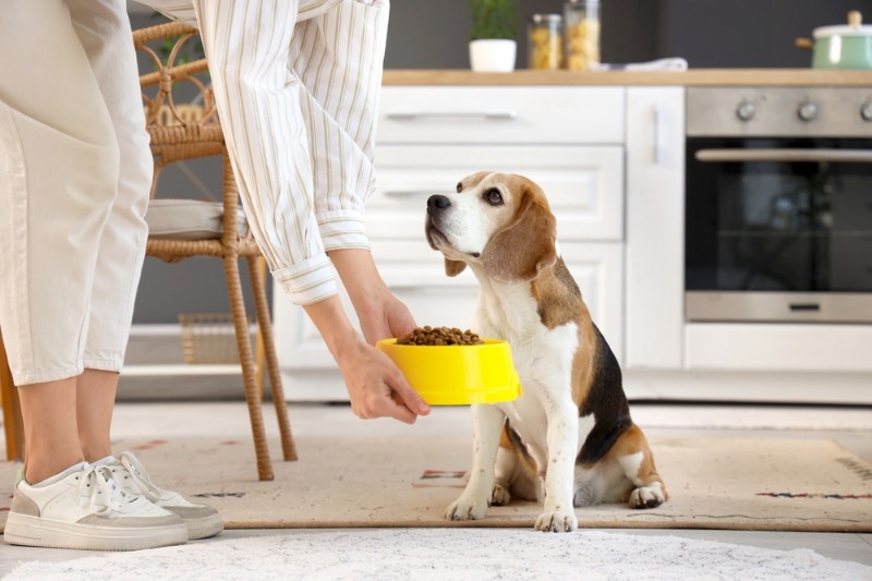 Understanding Novel Protein Dog Food: Benefits for Sensitive Pets