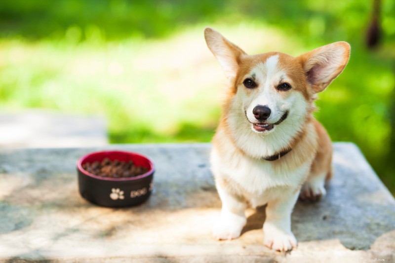 Professional Guide to Gastrointestinal Dog Food: Causes, Benefits, and Top Vet‑Approved Picks