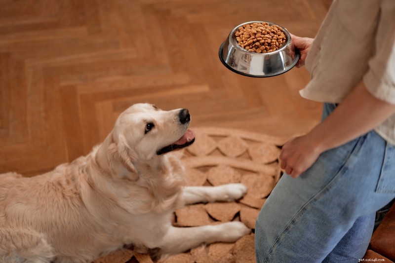 4 Vet-Approved Diets to Support Your Dog’s Heart Health