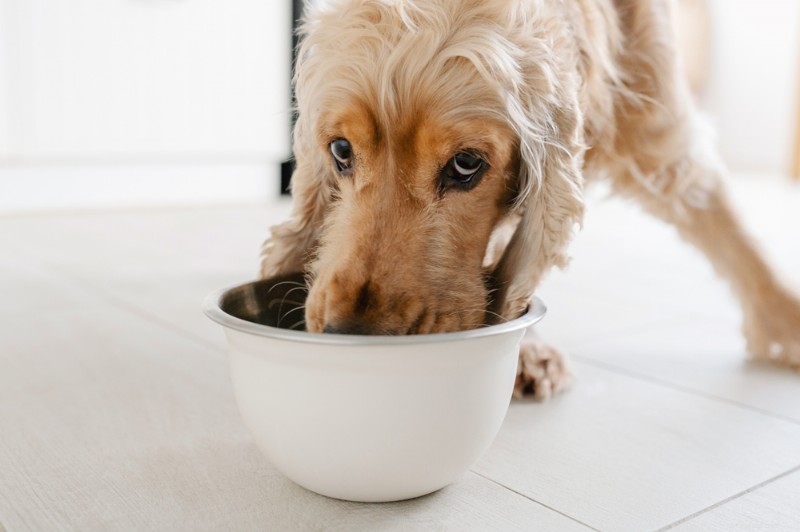 5 Proven Strategies to Help Your Dog Eat More Slowly & Stay Healthy