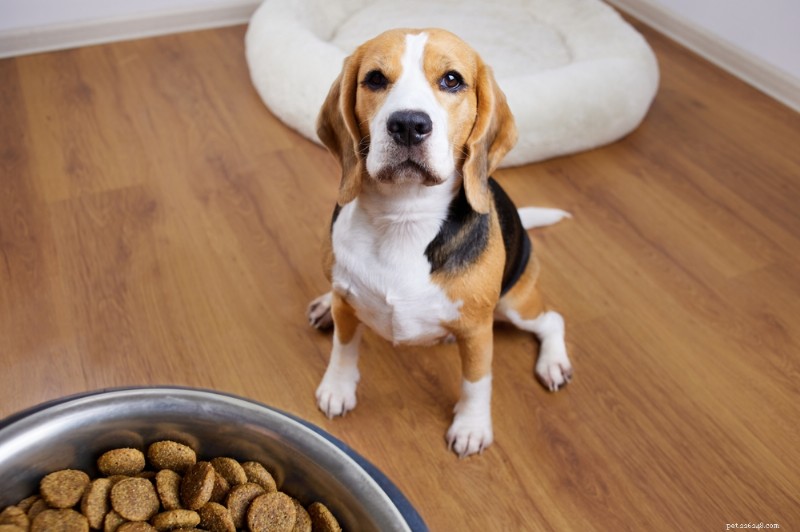 5 Proven Strategies to Help Your Dog Eat More Slowly & Stay Healthy