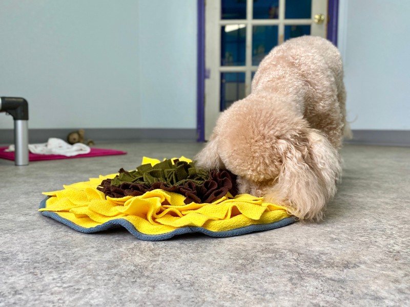 5 Proven Strategies to Help Your Dog Eat More Slowly & Stay Healthy