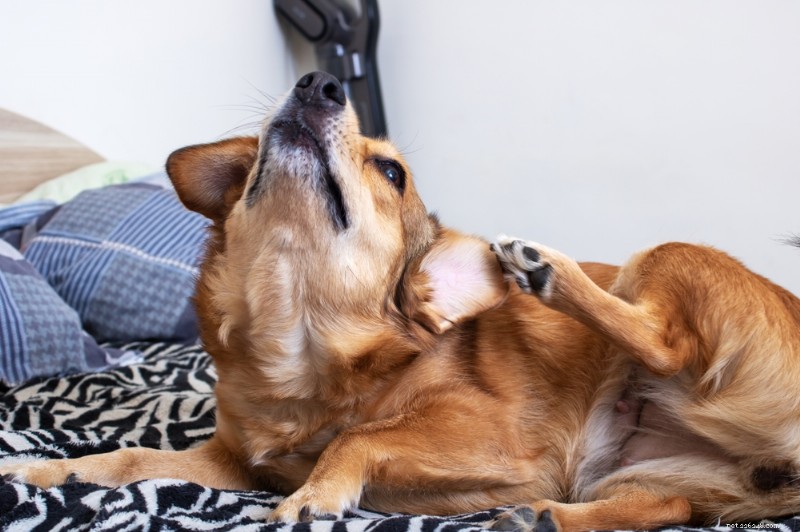 Chicken Allergy in Dogs: Recognizing Symptoms & Proven Treatment Options