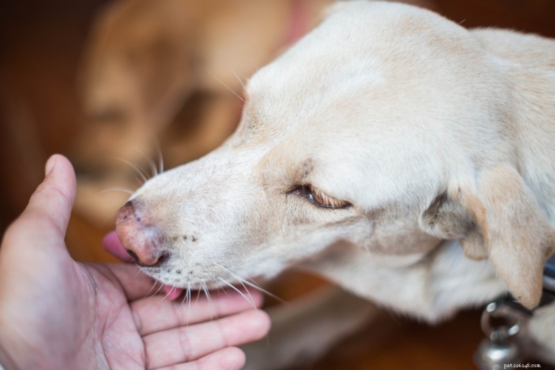 Chicken Allergy in Dogs: Recognizing Symptoms & Proven Treatment Options