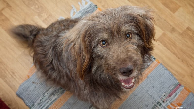 Why Does Your Dog Seem Eternally Hungry? Understanding & Managing Their Appetite