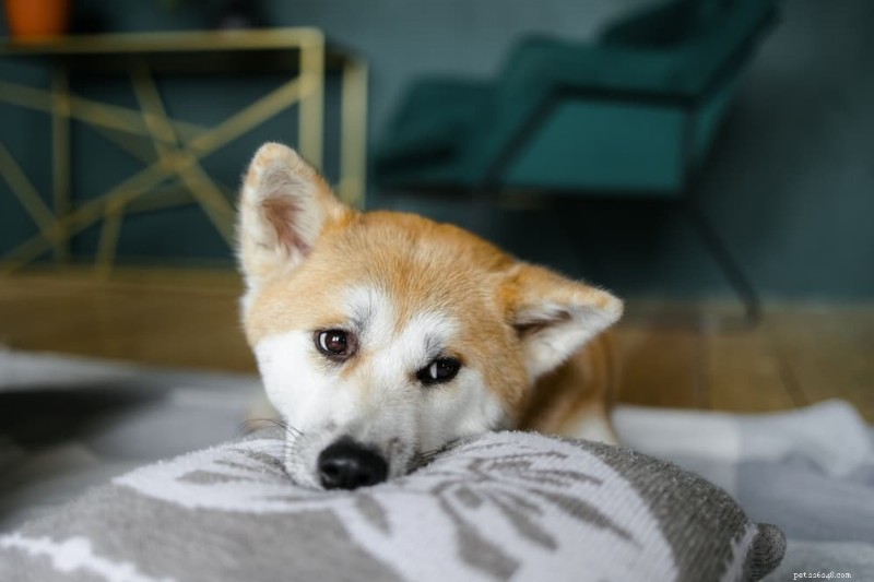 How to Know When to Switch Your Dog to Adult Food: 5 Key Indicators
