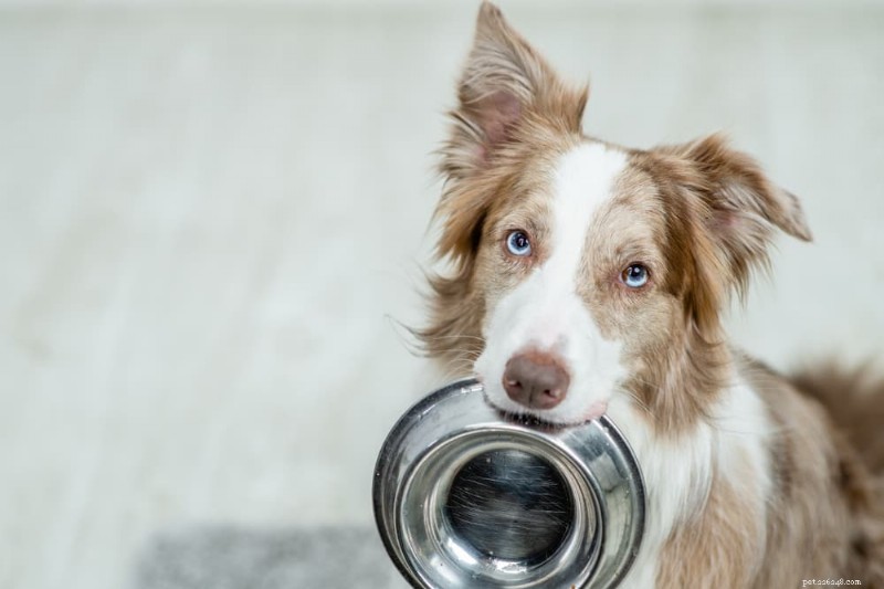 How to Know When to Switch Your Dog to Adult Food: 5 Key Indicators
